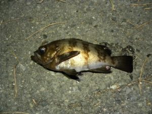 メバル　電気ウキ釣り